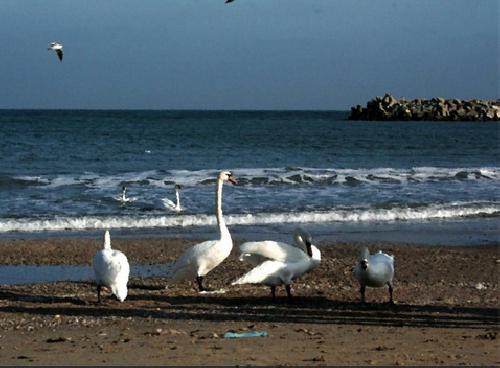 upload/327_Zile-gratuite-de-vacanta-Paradiso_Mangalia9.jpg