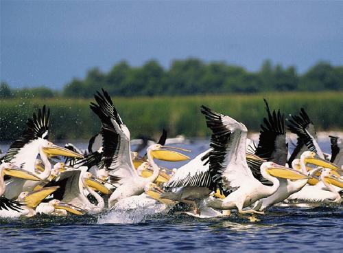 upload/354_Delta-Dunarii-1.jpg